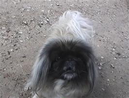 A friendly little dog at Sandringham